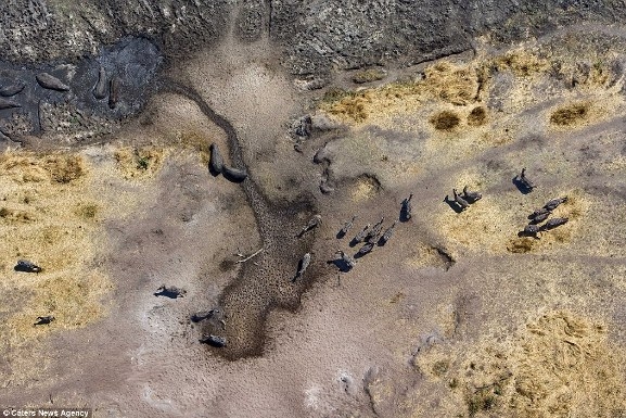 Các chú hà mã dầm mình trong bùn và ngựa vằn ở Vườn Quốc gia Amboseli, Kenya.