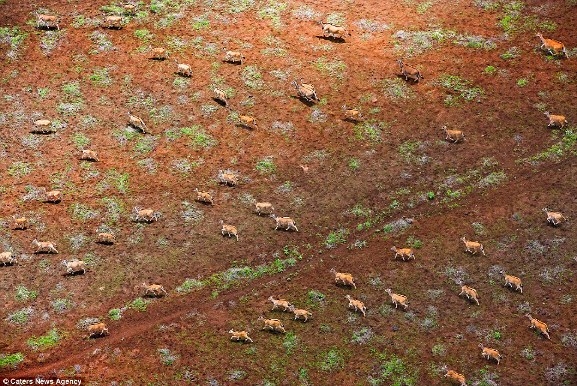 Một đàn linh dương châu Phi tại đồi Chyulu, Kenya. Những con linh dương này có thể chạy với tố độ 72km/h và nhảy xa 1,8 mét mỗi khi bị săn đuổi.