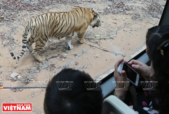 Một chú hổ được nuôi thả tự nhiên song hành cùng du khách trong hành trình khám phá khu vực công viên hoang dã.