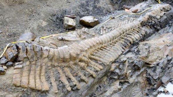 Hóa thạch khủng long vừa được phát hiện