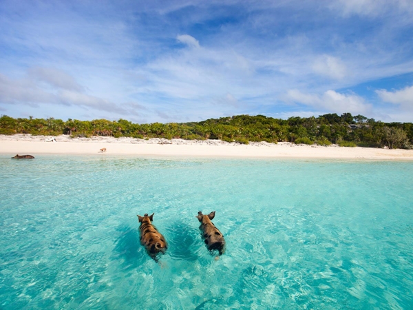  Đảo Lợn ở Bahamas cũng không lạ lẫm với du khách, nơi có hàng chục chú lợn siêu béo bơi lội tung tăng dưới biển, thân thiện với khách du lịch.