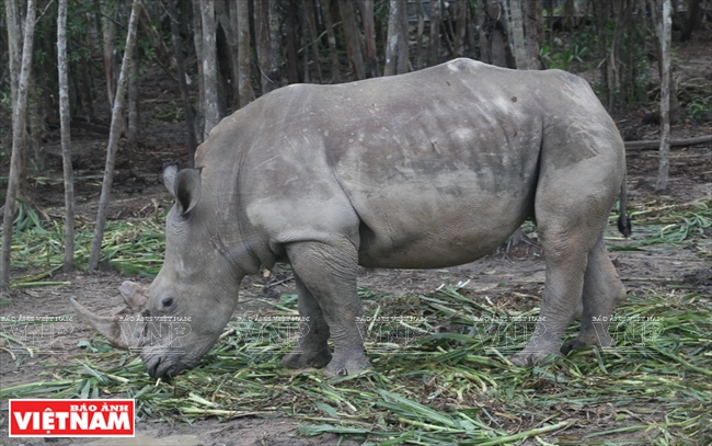 Vinpearl Safari Phú Quốc đang nuôi dưỡng và chăm sóc 14 cá thể tê giác trắng.