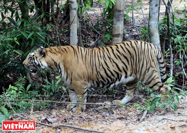 Một chú hổ Bengal trong môi trường tự nhiên của Vinpearl Safari Phú Quốc.