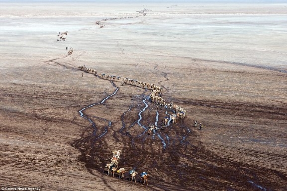 Đây đoàn lạc đà chở muối trên lòng chảo Danakil, Ethiopi. Đoàn đi kéo dài hàng dặm trên vùng đất rộng lớn và hoang vu.