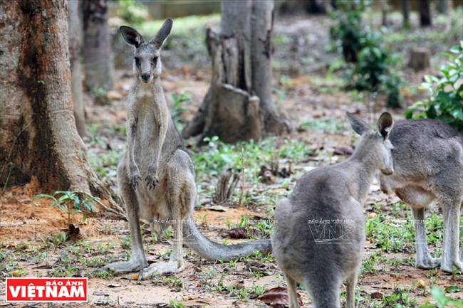 Đàn chuột túi có nguồn gốc từ nước Úc được nuôi thả trong môi trường hoang dã của Vinpearl Safari Phú Quốc.