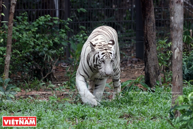 Vinpearl Safari Phú Quốc còn là nơi sinh sống của một cặp hổ trắng quý hiếm.