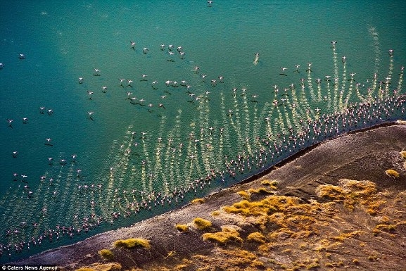 Những chú hồng hạc vỗ cánh bay qua hồ Flamingo, hồ Trung tâm, hồ Turkana ở Kenya. Đó là nhà của hàng trăm loài chim.