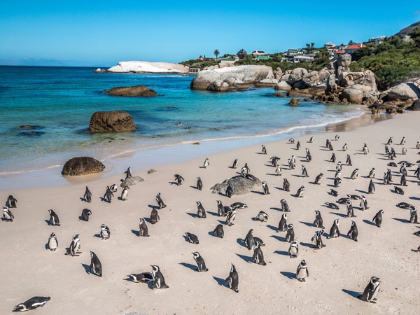 Boulders Beach ở Cape Town, Nam Phi là 