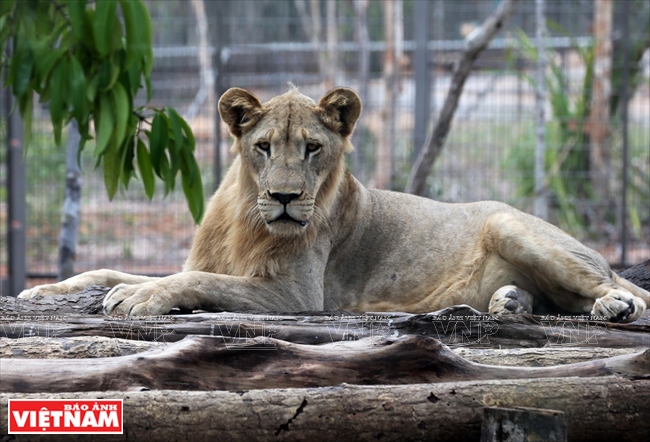 Đến với Vinpearl Safari Phú Quốc du khách được tận mắt ngắm nhìn những chú sư tử Châu Phi chỉ cách mình vài bước chân.