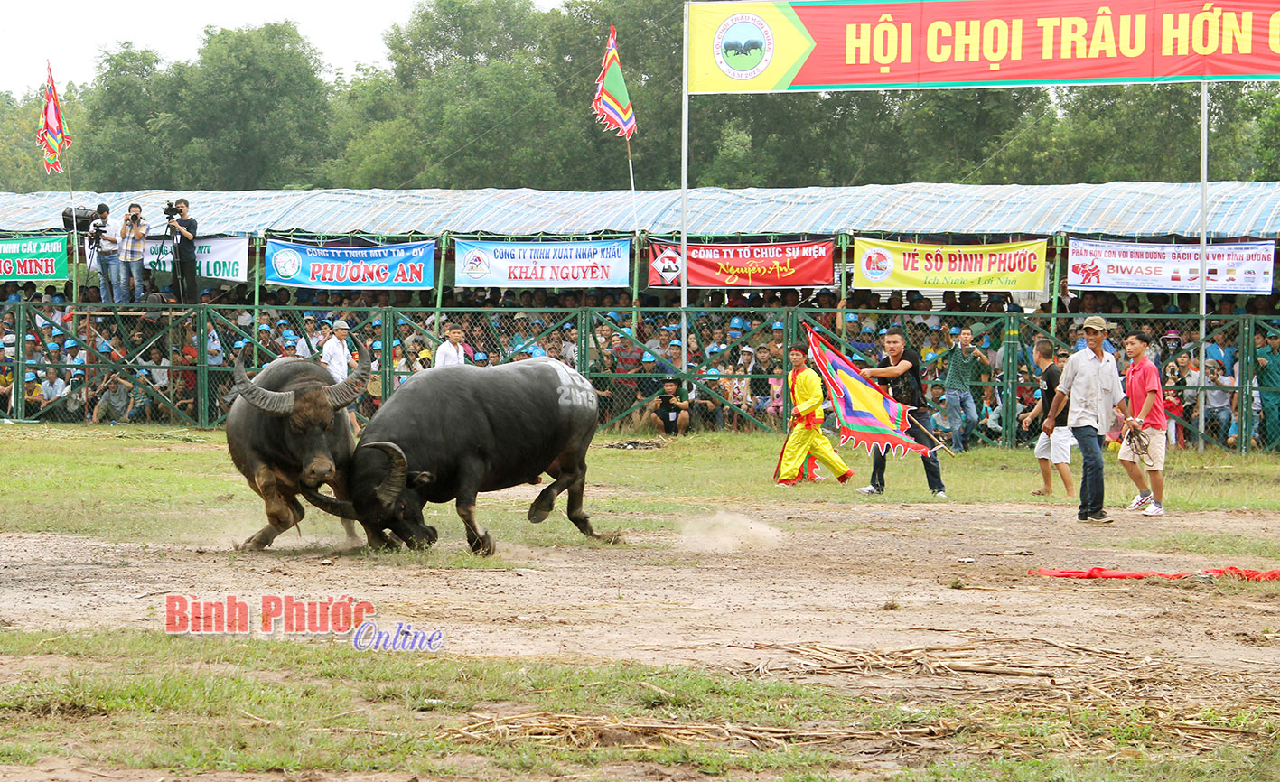 Khôi phục hội chọi trâu Hớn Quản