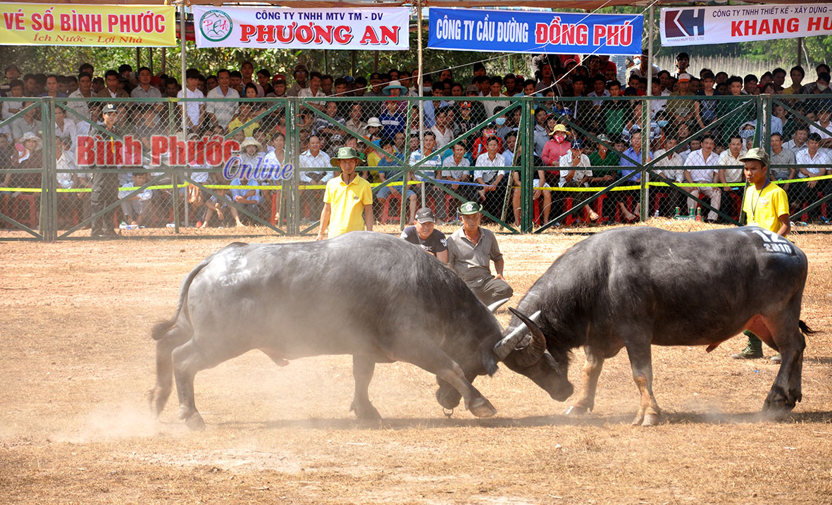 Khôi phục hội chọi trâu Hớn Quản