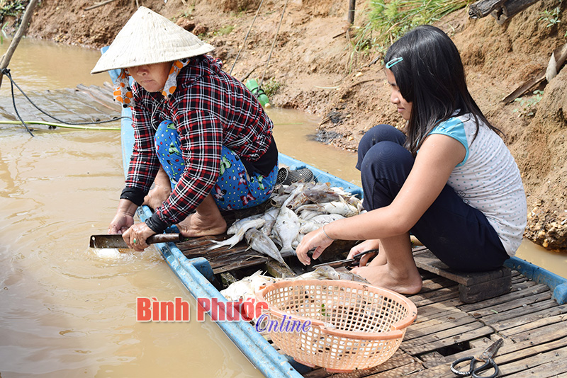 Số cá vớt được sáng 8-7, bà Nguyễn Thị Phượng, tổ 4, ấp Bàu Lùng cho biết để làm mắm bò hóc