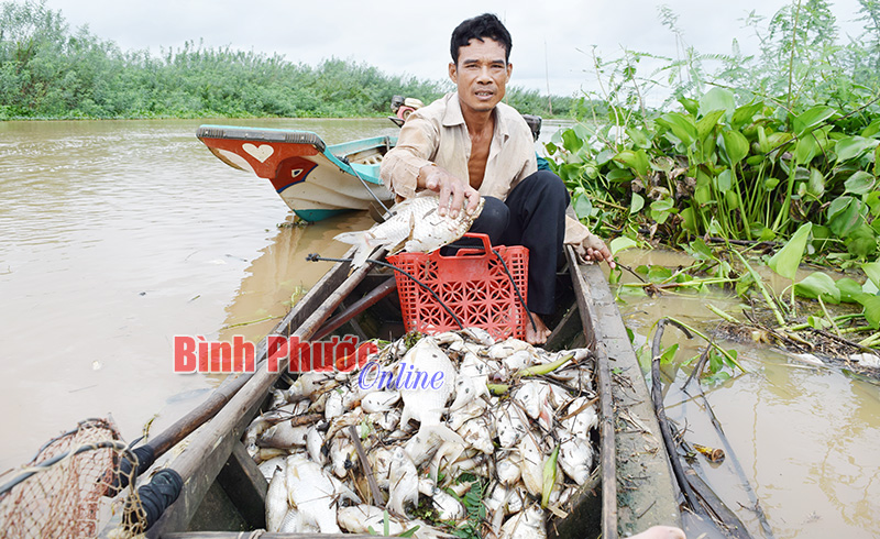 Ngư dân vớt cá chết trên thượng nguồn sông Sài Gòn ngày 7-7