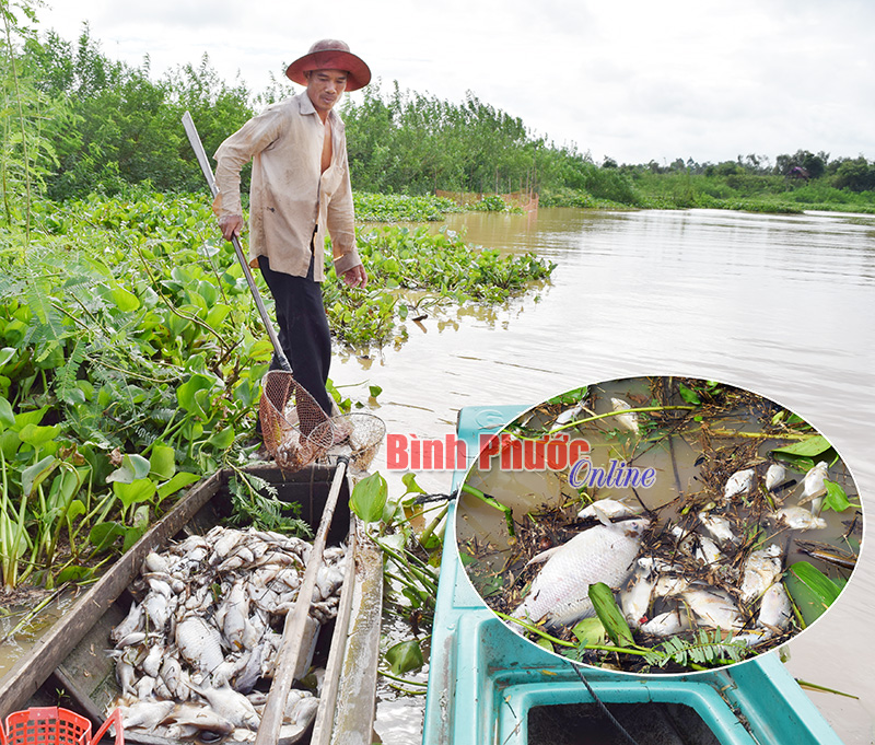 Ngư dân đi vớt cá chết (ảnh lớn). Ngày 7-7, xác cá vẫn nổi trắng sông Sài Gòn và tấp đống ven bờ (ảnh nhỏ)