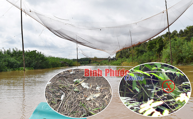 Cá chết phơi trắng trên mặt đất khi nước rút đi và ống xả thải của một trại heo đổ ra sông cách chân cầu Sài Gòn 500m (ảnh nhỏ). Đời sống của ngư dân dọc tuyến sông đã khó khăn, nay càng khó khăn hơn (ảnh lớn)