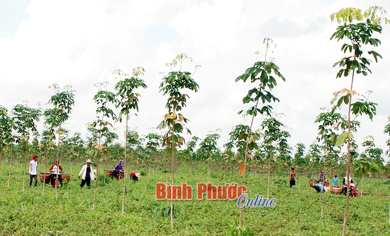 Mỗi ngày trên các vườn dưa hấu ở thị trấn Tân Phú có khoảng 200 lao động đến từ các huyện Lộc Ninh, Hớn Quản, Bù Đăng, Phú Riềng về làm thuê.