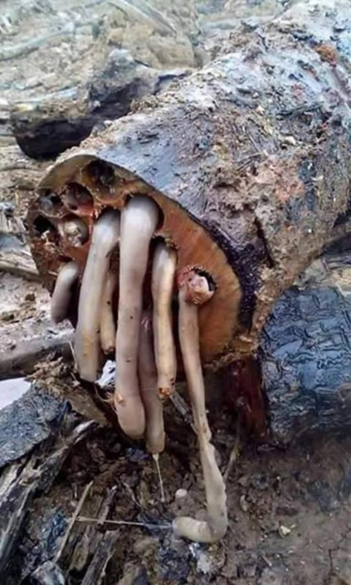 Có 1 sinh vật khổng lồ trốn trong thân gỗ khiến ai cũng phải khiếp sợ - Ảnh 2.