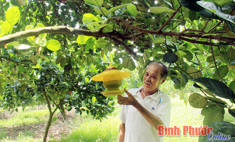 Ông Cúc kiểm tra bẫy diệt ruồi vàng trong vườn mít của gia đình