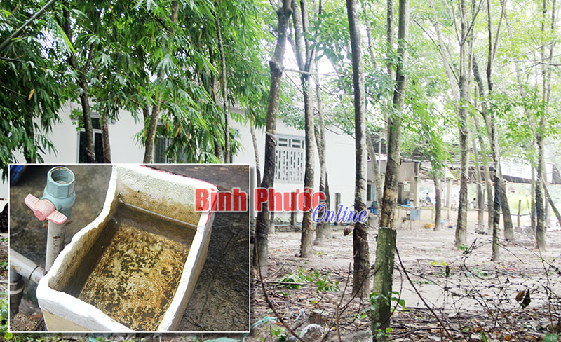 Nhà của ông Nguyễn Văn Riết được xây trong lô cao su nên thành viên trong gia đình thường xuyên bị muỗi chích (ảnh lớn). Vật dụng chứa nước sẽ tạo môi trường lý tưởng cho muỗi truyền bệnh sinh sản, phát tán trên diện rộng (ảnh nhỏ)