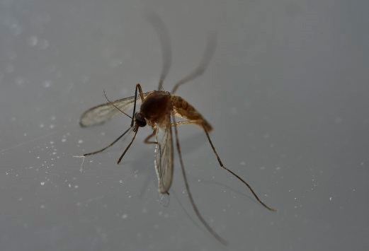 Thái Lan ghi nhận thêm hai ca nhiễm virus Zika ở Chiang Mai