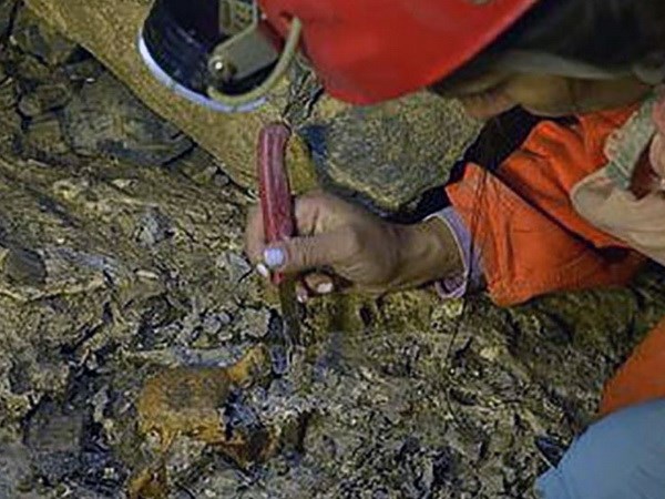 Nhà khoa học Colombia tìm thấy một kho tàng cổ sinh vật học trong một hang động tại bang miền Bắc Santander.