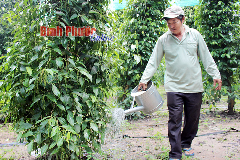 Vườn tiêu của ông Nguyễn Tấn Lực xanh tốt do được tưới phân vi sinh