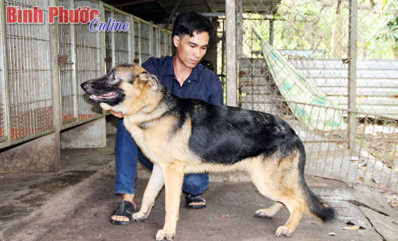 Anh Thắng chọn giống chó béc-giê và chó thuần chủng Rottweiler Đức để nuôi, vì theo anh đây là giống chó nghiệp vụ mạnh mẽ, trung thành và ít bệnh