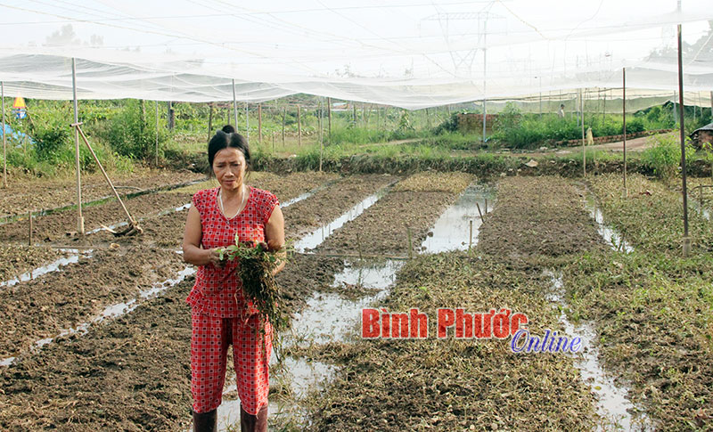 1 sào rau của gia đình chị Nguyễn Thị Thu ở tổ 2, khu phố Xuân Đồng đang cho thu hoạch, chỉ sau một đêm đã bị xóa sổ