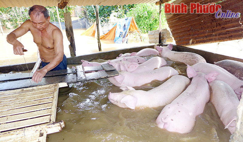 12 con heo đang chờ xuất chuồng bị ngập nước khiến gia đình ông Nguyễn Đăng Quang ở tổ 2, khu phố Xuân Đồng lo lắng 