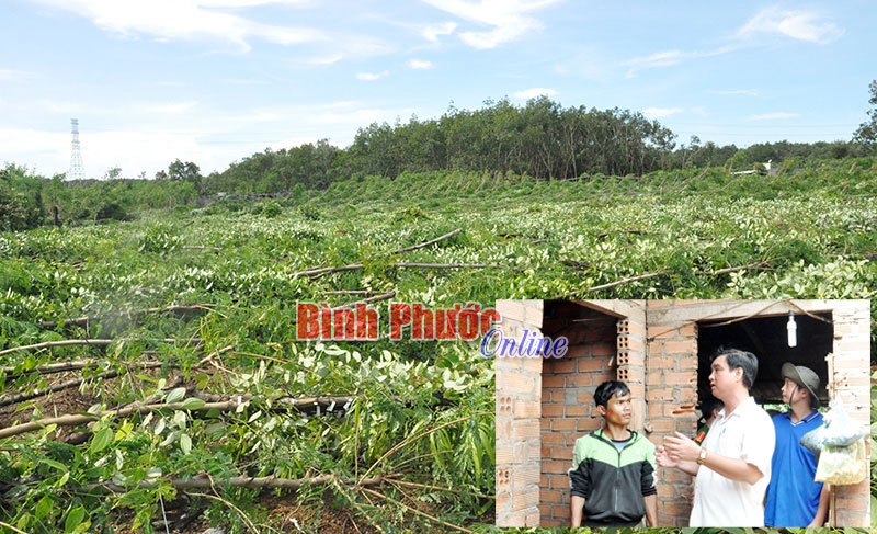 Phó chủ tịch UBND huyện Hớn Quản Vũ Long Sơn đến thăm hỏi gia đình bà Thị Thía ở tổ 3, ấp 8, xã An Khương bị tốc mái (ảnh nhỏ). Vườn tiêu của nhân dân xã An Khương bị gãy đổ (ảnh lớn)