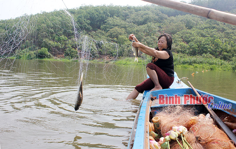 Bà Nguyễn Thu Vân (55 tuổi) tất bật với những mẻ lưới trên hồ Bàu Thôn thuộc thôn 2, xã Long Hưng (Phú Riềng)