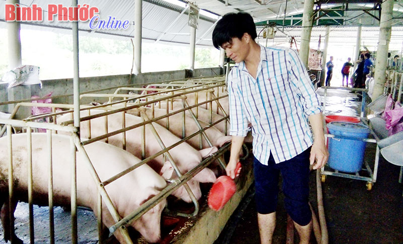 Anh Quang chăm sóc đàn heo của gia đình