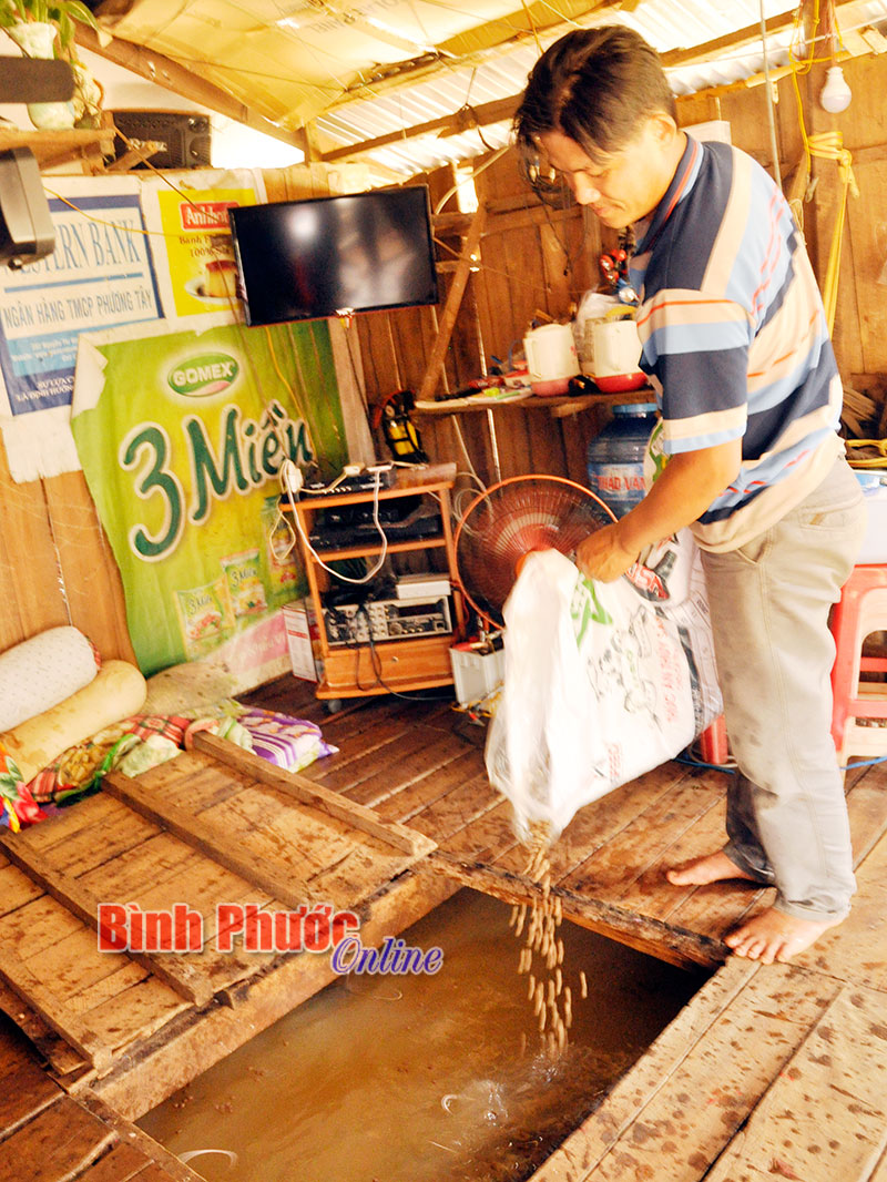 Anh Phạm Văn Hển ở thôn 10, xã Đức Liễu nuôi cá lồng bè từ năm 1994. Thức ăn tự nhiên ngày càng ít dần, anh phải bổ sung các loại cám không có chất cấm để nuôi cá.