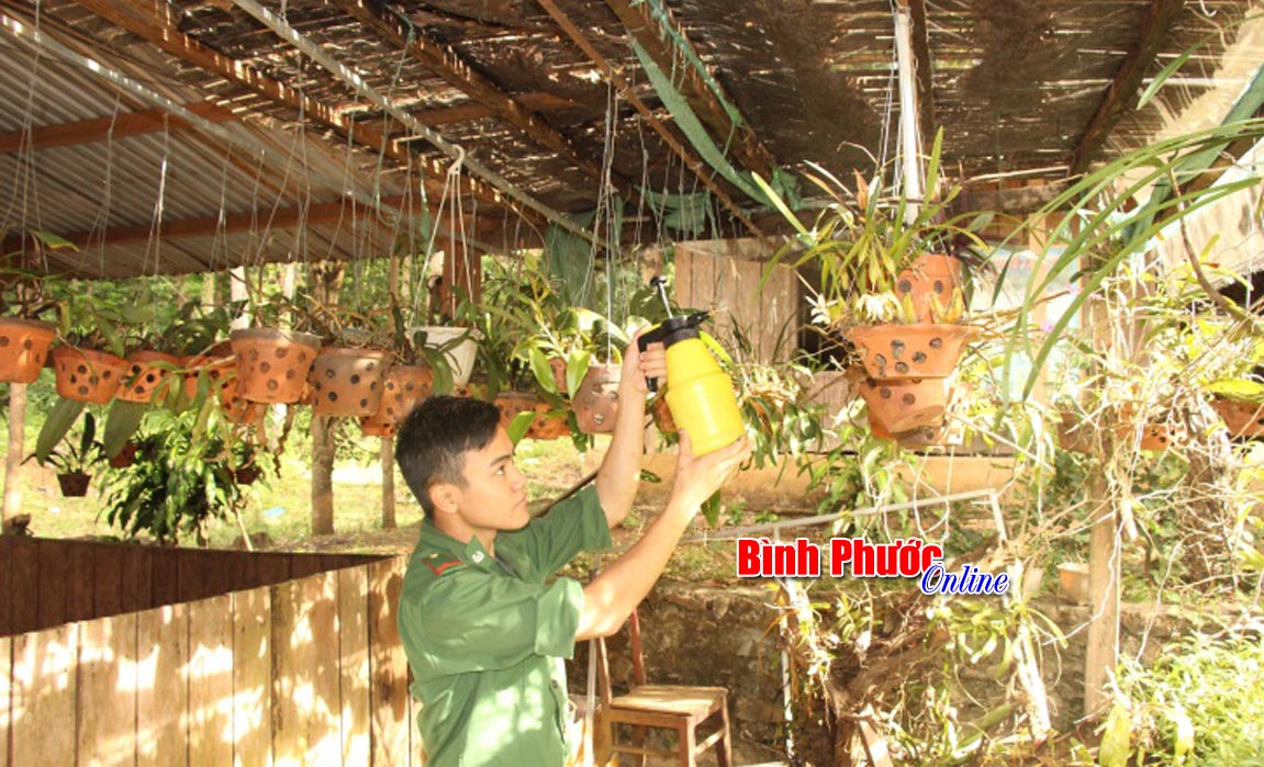 Thiếu hoa mai c&oacute; hoa lan thay thế