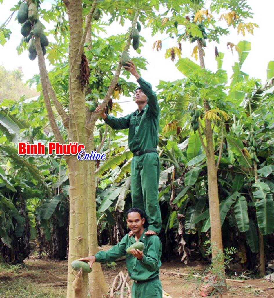 C&aacute;c chiến sĩ h&aacute;i sung v&agrave; đu đủ chuẩn bị b&agrave;y m&acirc;m ngũ quả