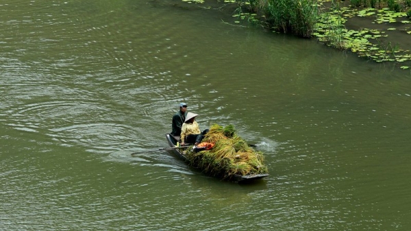 khach tay ngo ngang truoc ve dep tam coc mua lua chin hinh anh 5