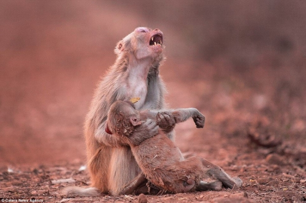 Tình mẫu tử nghẹn ngào nước mắt trong bức hình khỉ mẹ khóc thương cho đứa con tội nghiệp - Ảnh 1.