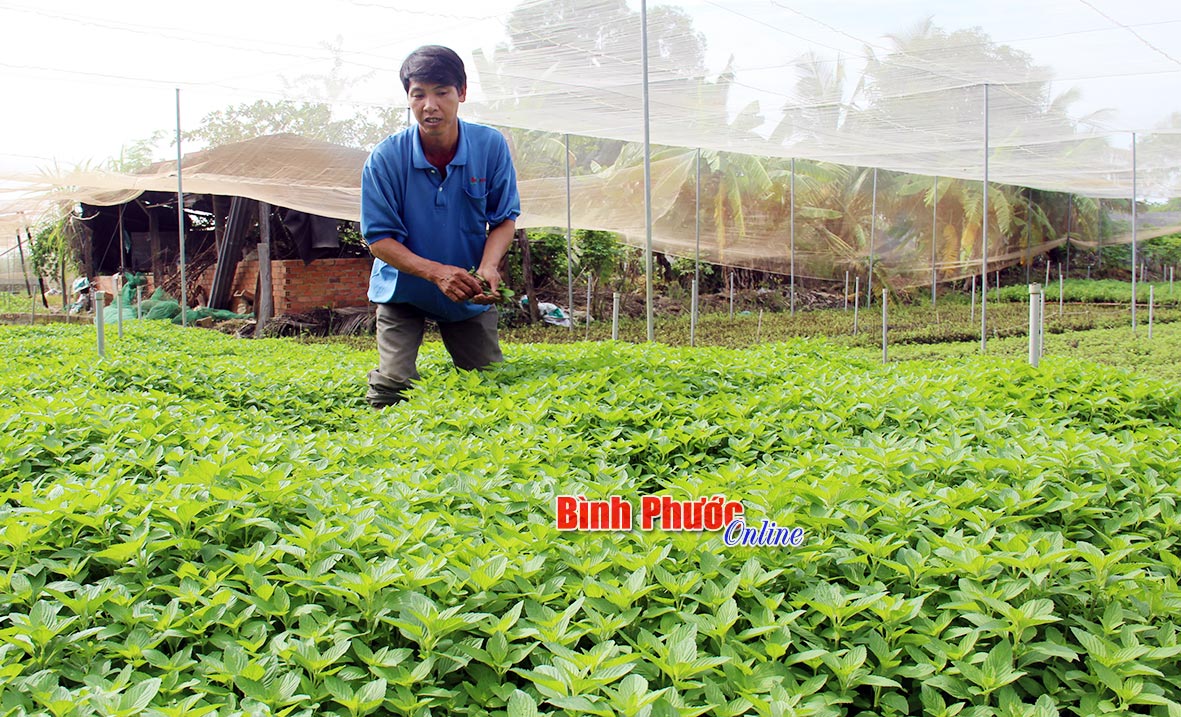 Ứng dụng khoa học - công nghệ thực hiện mô hình trồng rau ăn lá an toàn trong nhà lưới ở xã Thanh Phú - Ảnh: H.Châu