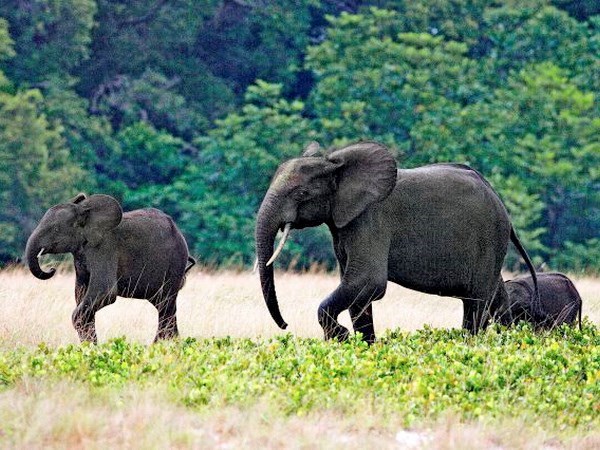 Malawi hoàn tất dự án di dời 520 con voi kéo dài 2 năm