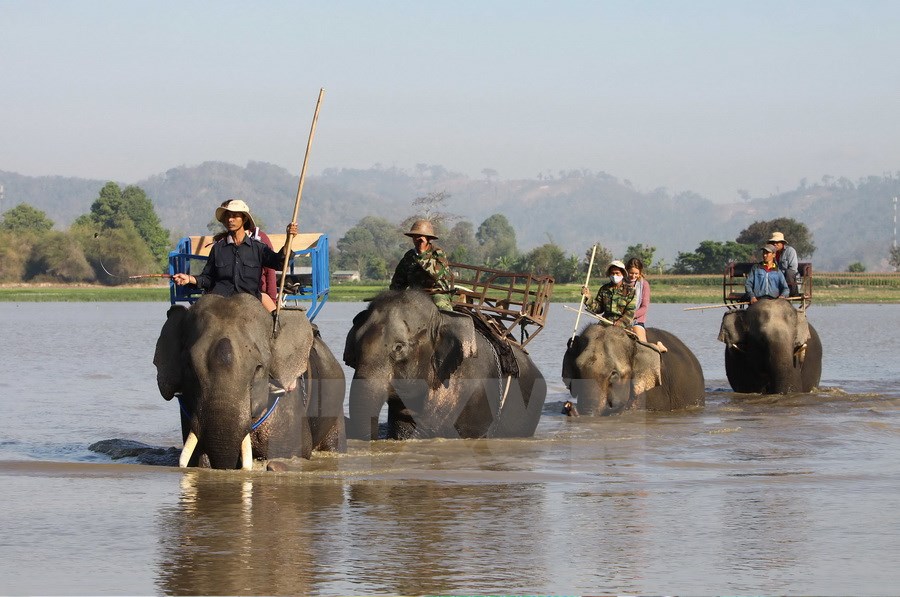 Du khách cưỡi voi thăm trên Hồ Lắk. (Ảnh: Dương Giang/TTXVN)