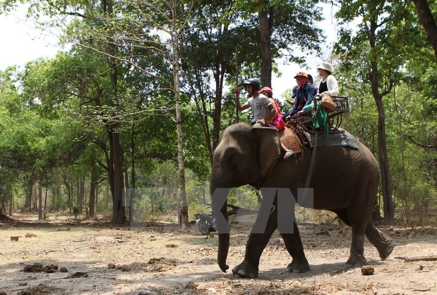 Du khách cưỡi voi thăm Vườn Quốc gia Yok Đôn. (Ảnh: Dương Giang/ TTXVN)