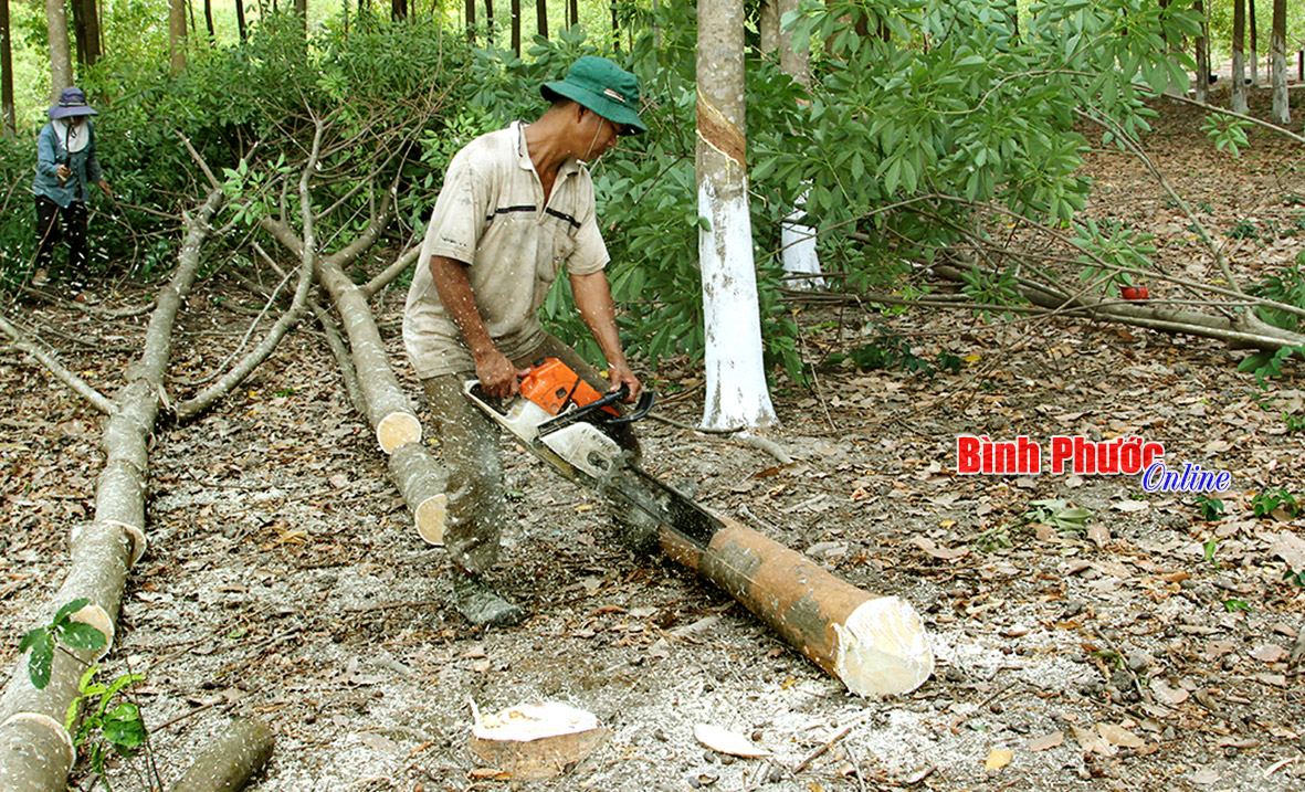 Cắt cao su non để chuyển đổi chu kỳ mới với giống có trữ lượng gỗ cao hơn ở xã Tiến Thành, thị xã Đồng Xoài - Ảnh: B.L
