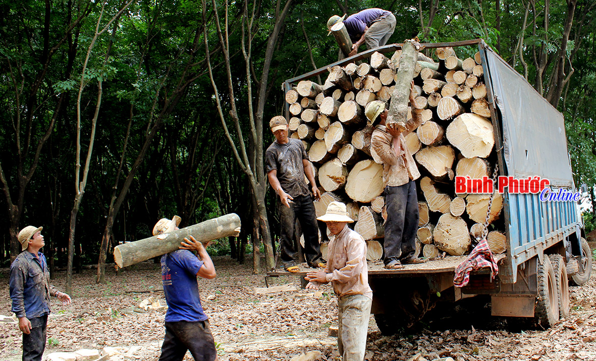 Người dân bốc xếp gỗ cao su thanh lý ở Khu công nghiệp Bắc Đồng Phú, huyện Đồng Phú (ảnh minh họa) - Nguyễn Bình