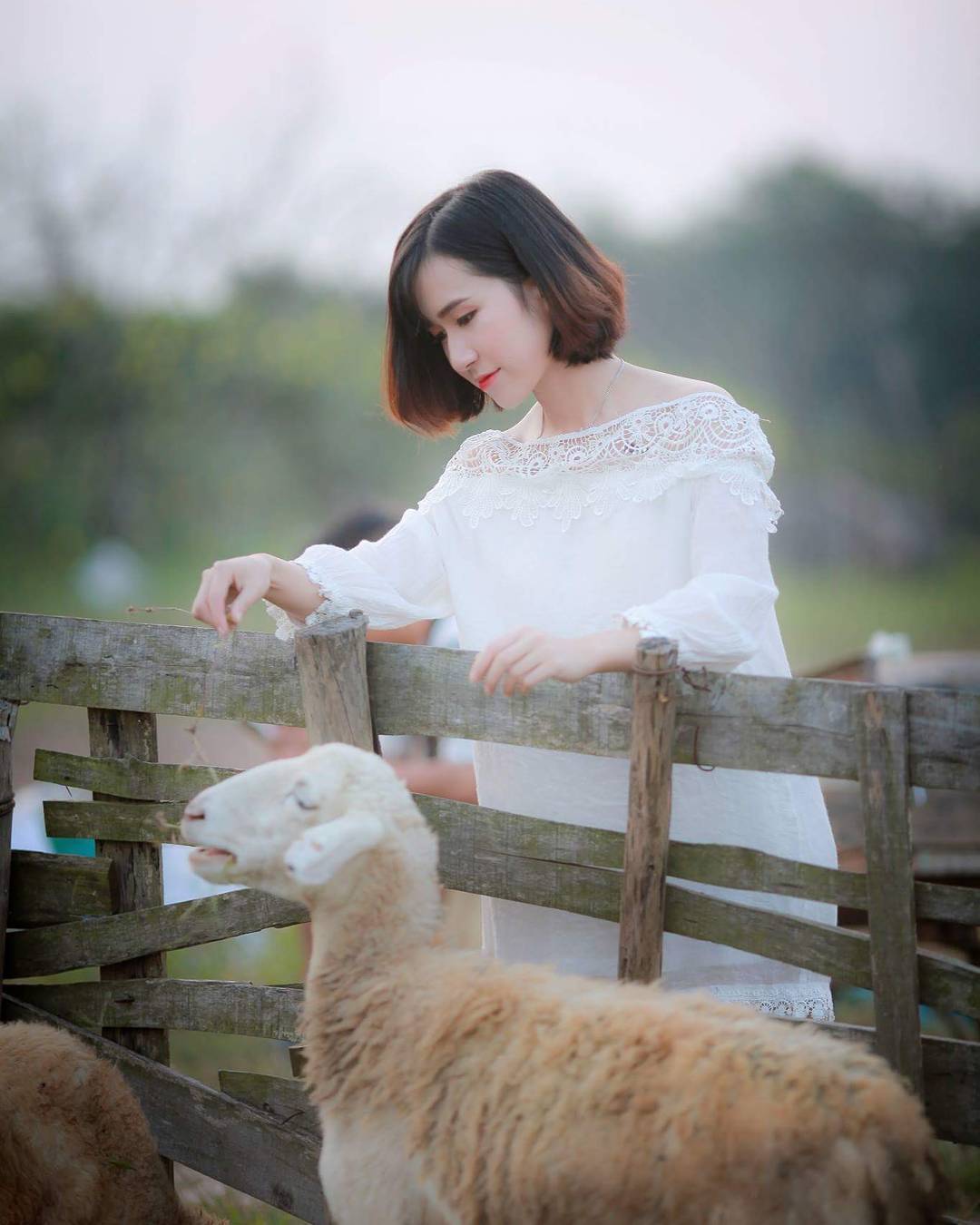 Khám phá 5 đồng cừu đẹp nhất Việt Nam dành cho hội sống ảo