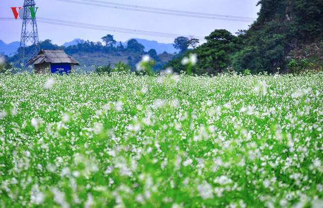 Những điểm đến đẹp nhất Việt Nam du khách đi theo từng tháng trong năm