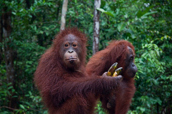 Quên Bali đi, Indonesia còn có nhiều điểm đến khác đẹp như mơ Quên Bali đi, Indonesia còn có nhiều điểm đến khác đẹp như mơ