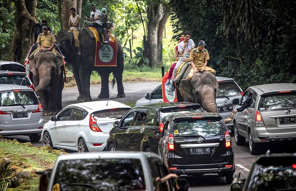 Bao hanh voi truoc mat du khach tai buoi bieu dien xiec o Indonesia hinh anh 10