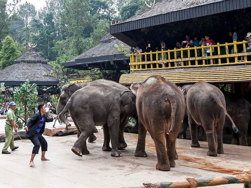 Bạo hành voi trước mặt du khách tại buổi biểu diễn xiếc ở Indonesia