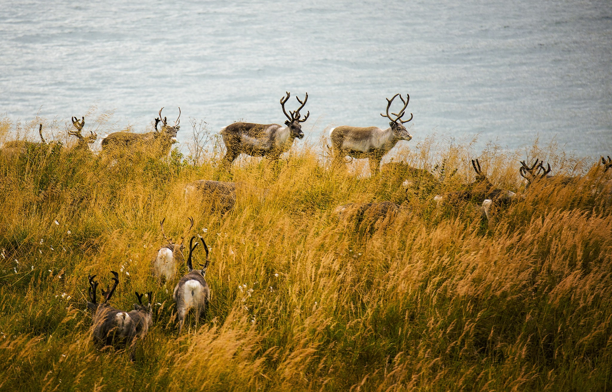 Den Na Uy mua thu, ngam cuc quang dep tua mien co tich hinh anh 20