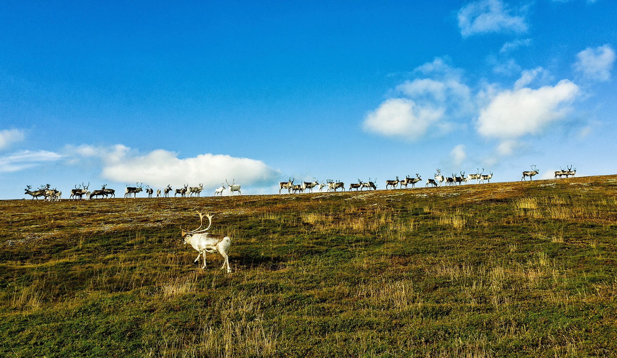 Den Na Uy mua thu, ngam cuc quang dep tua mien co tich hinh anh 21